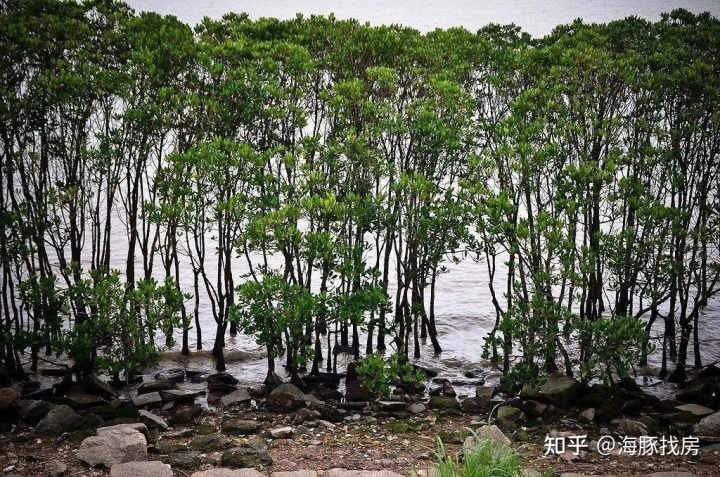 沈阳万锦红树湾房价_万锦枫泽湾房价_呼和浩特万锦枫泽湾